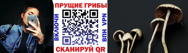 гидра как войти  сколько стоит  Ногинск  Псилоцибиновые грибы мицелий 